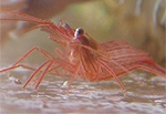 shrimp peppermint