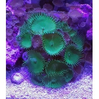 parent-zoa-ugrpaly