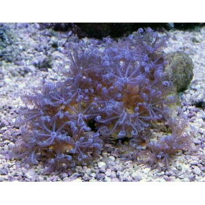 polyps-blueanthelia-l